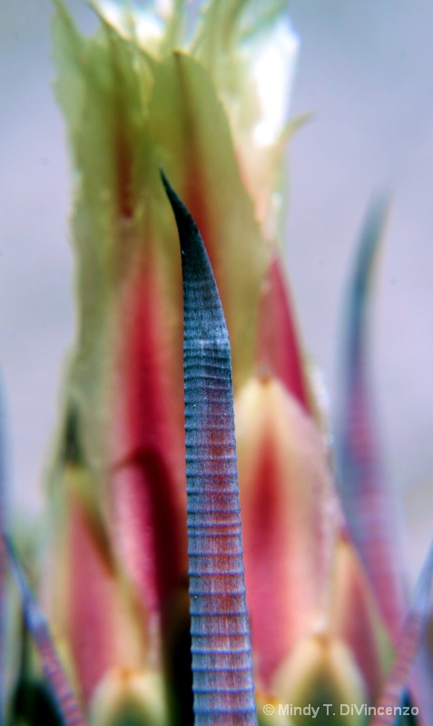 Barrel Cactus Thorn and Bud