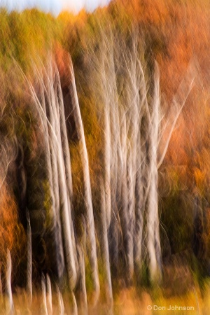 Fall Trees Abstract 3-0 f lr 10-26-15 j280