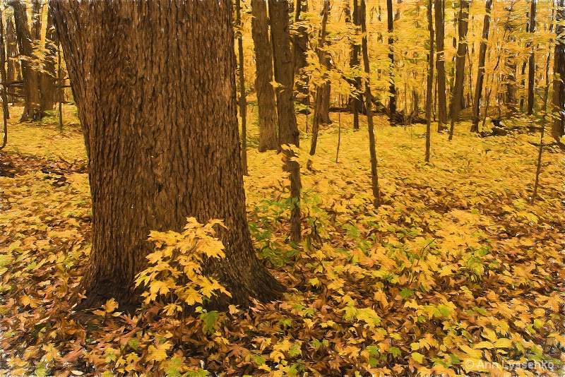 Sunshine in the Leaves