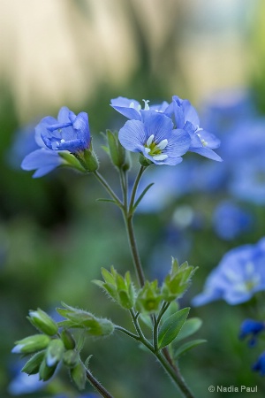 Jacobs Ladder