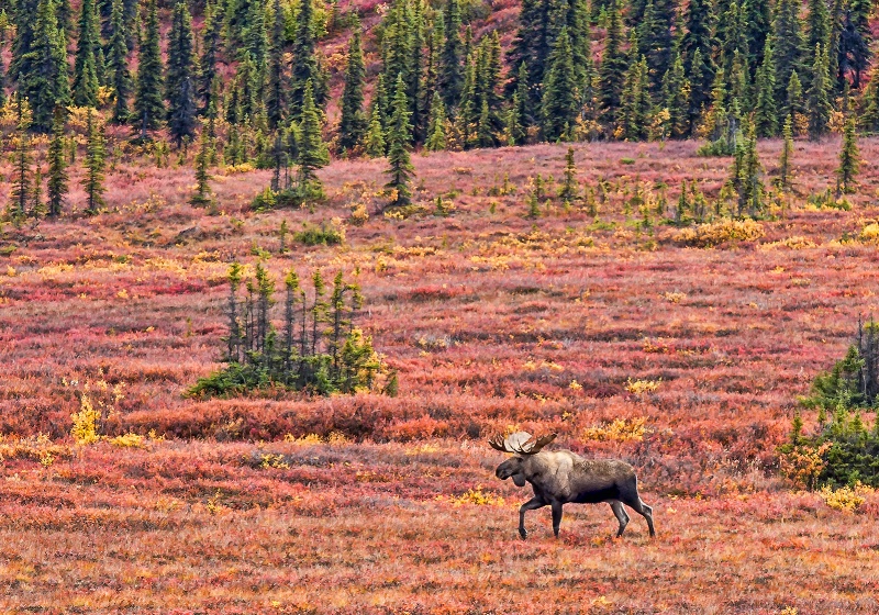 Moose in the Alaskan Tundra    
