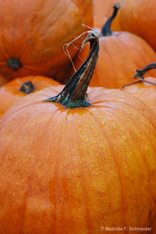 Pumpkins in the Rain