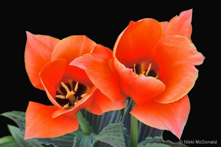 Two Tulips