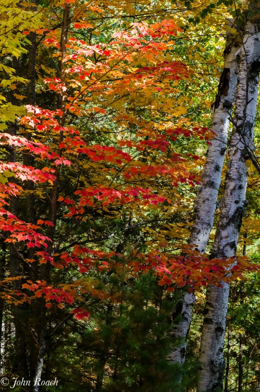 The Light and Beauty of Autumn - ID: 15030321 © John D. Roach
