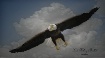 Eagle Flying