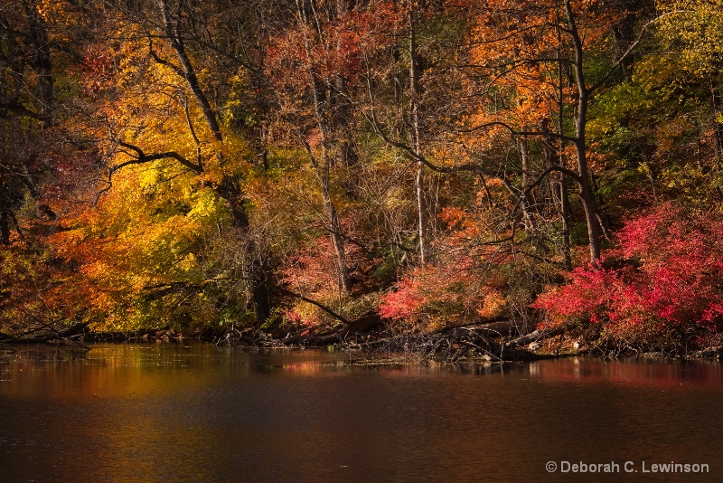 Speedwell Lake