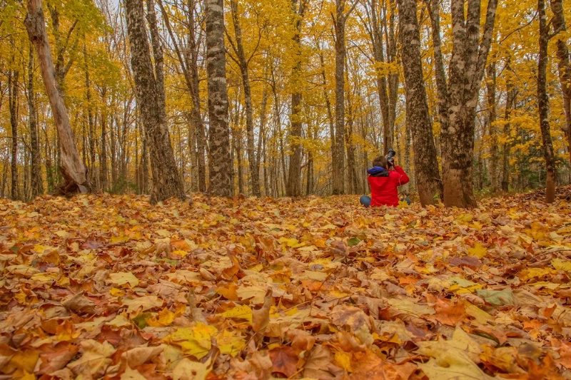 Photographer in the Leaves