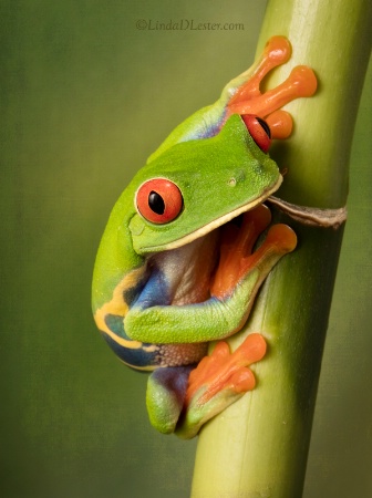 The Beautiful Red Eye Tree Frog