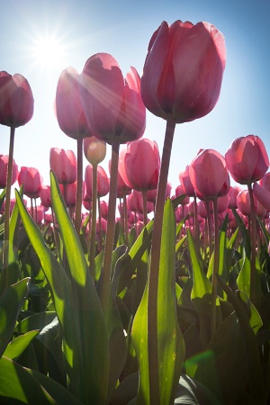 Tulip Light