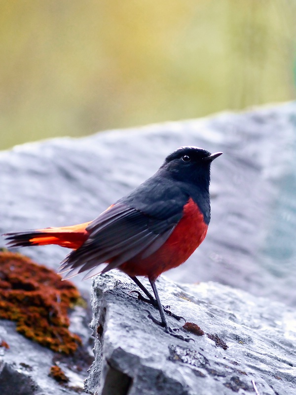 Red fan tailed bird