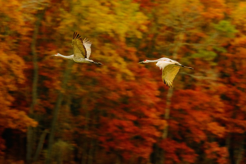 Sandhill Cranes and Autumn Woods