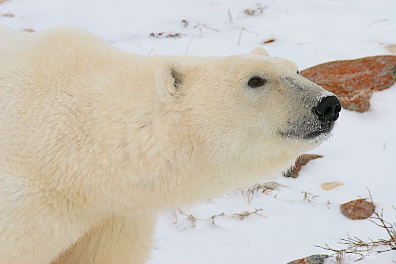 Profile polar bear
