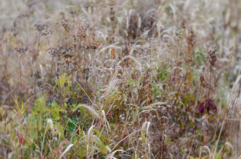 Foulkeways Meadow - ID: 15031530 © Nora Odendahl