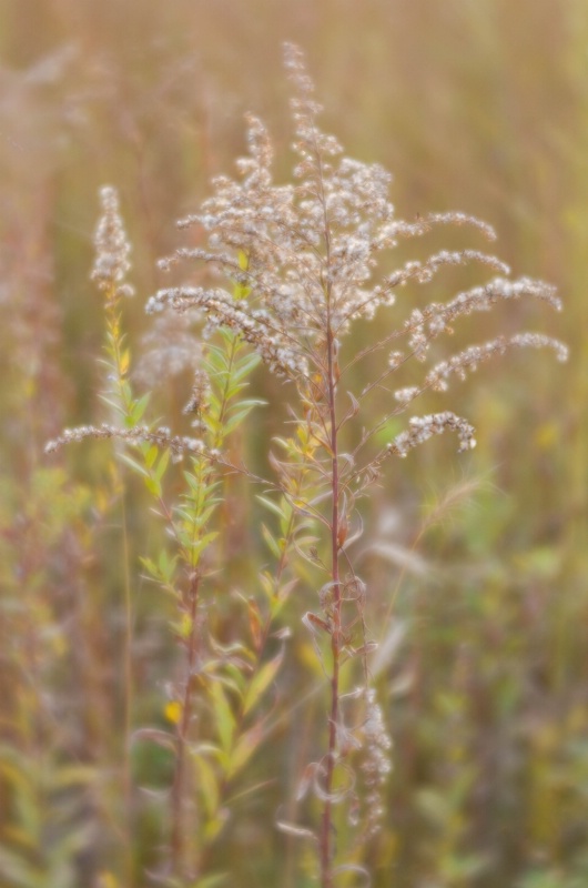 Foulkeways Meadow - ID: 15031531 © Nora Odendahl