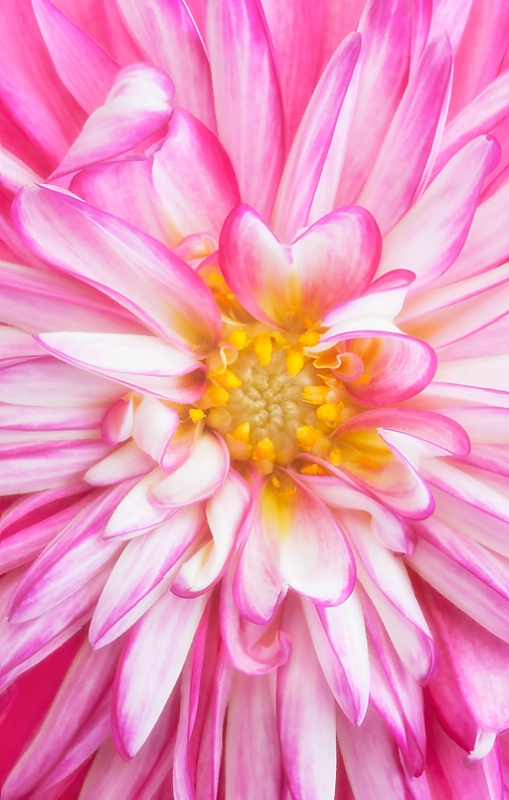 Another Pink Dahlia