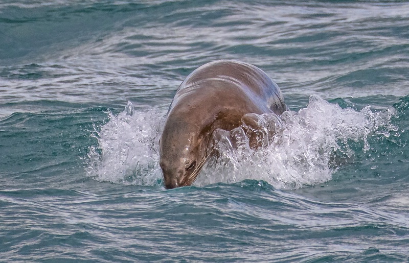 Sea Lion Diving     
