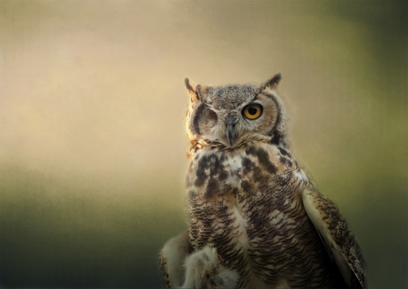 One-Eyed Owl