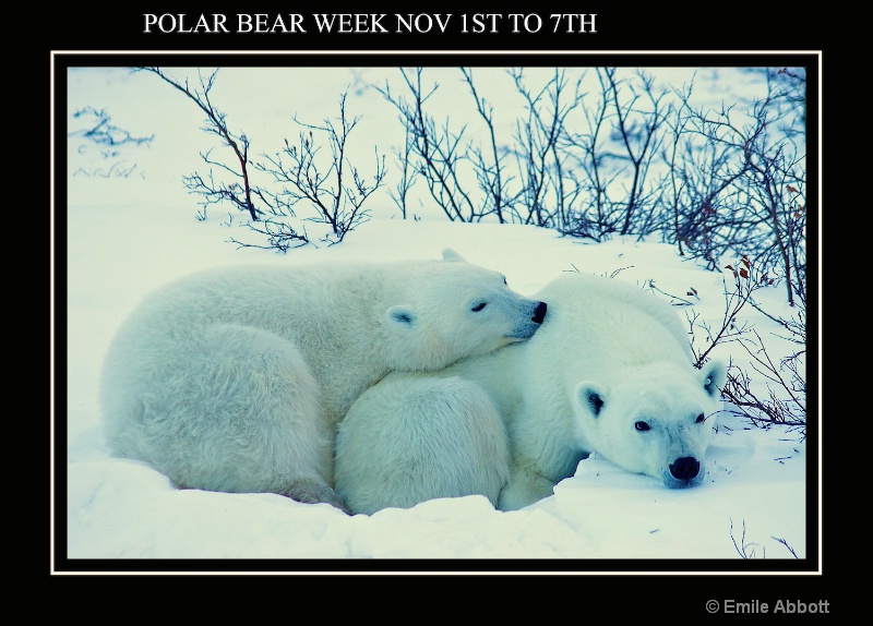 polar bear week - ID: 15032035 © Emile Abbott