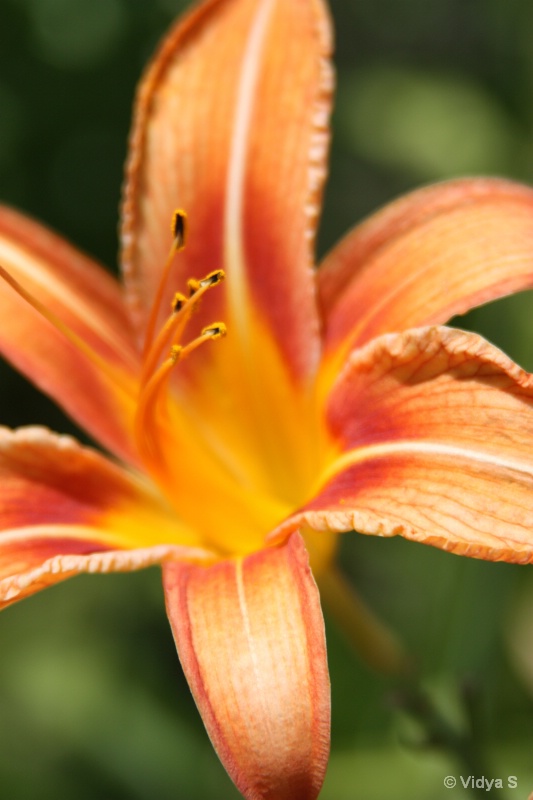 Striped lily
