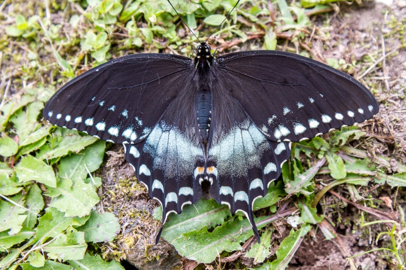  Spicebush swallowtail Butterfly IMG-396