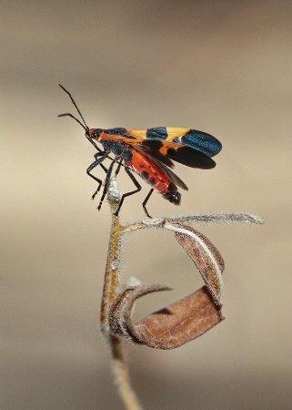 milkweed bug II