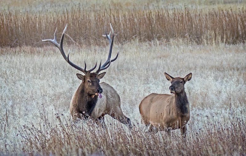 Elk Pair       