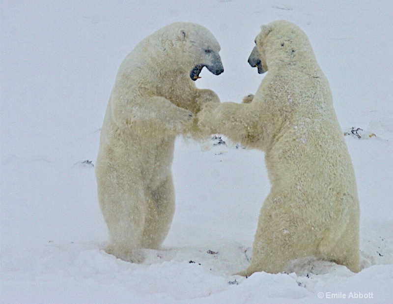 Polar bear dance 1