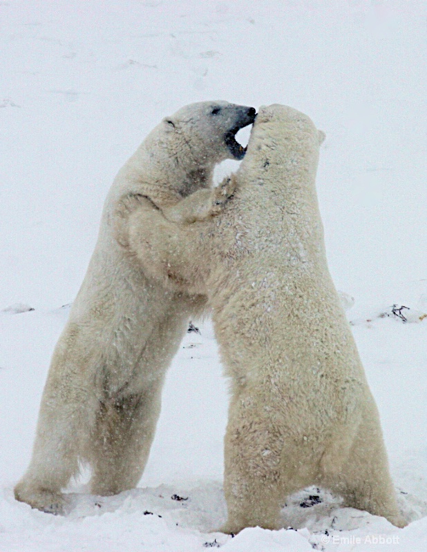 Polar bear dance 2 - ID: 15034663 © Emile Abbott