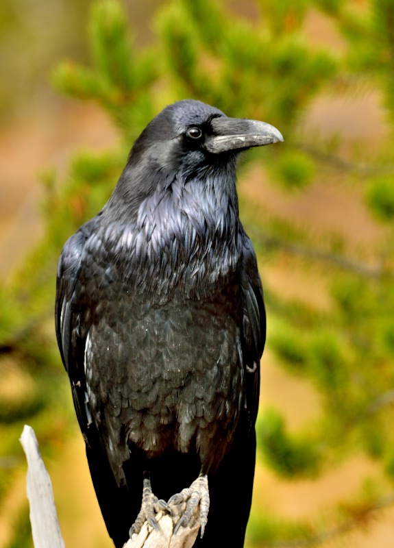 Raven seemingly posing