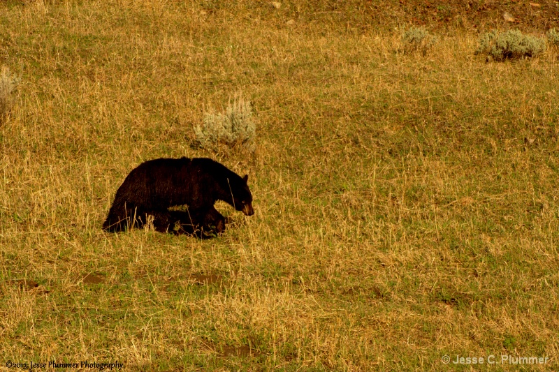 Black Bear in Yellowstone 