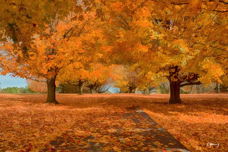 Fading Autumn; Mt. Jackson, Va - ID: 15035008 © Richard S. Young