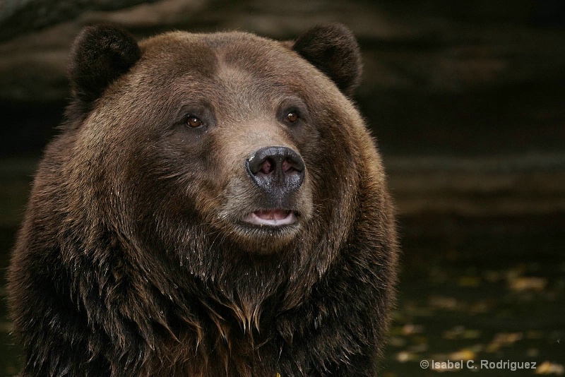 Cute Grizzly (C)