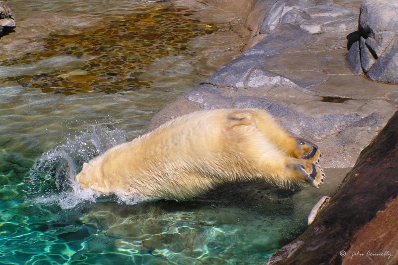 A Polar Bear.