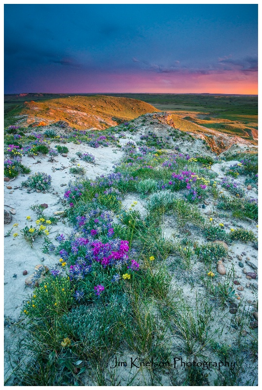 Grassland National Park - June flowers - ID: 15035700 © Jim D. Knelson