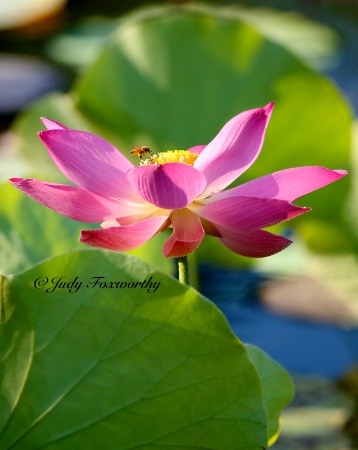 Pink Lotus And A Bee