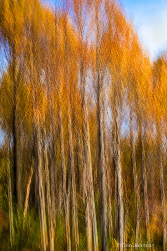 Fall Forest Abstract II 3-0 f lr 10-26-15 j354