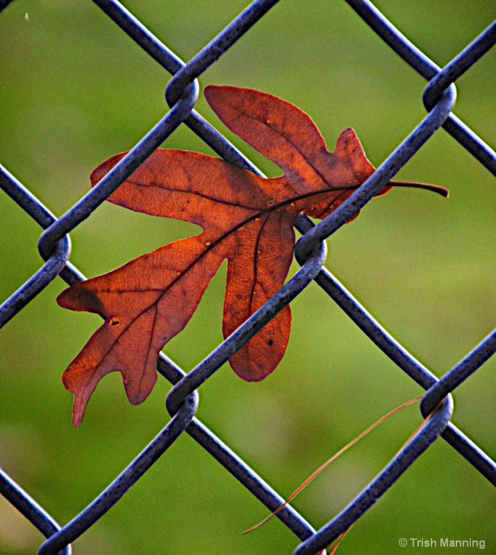 Fall splendor on the fence_2...
