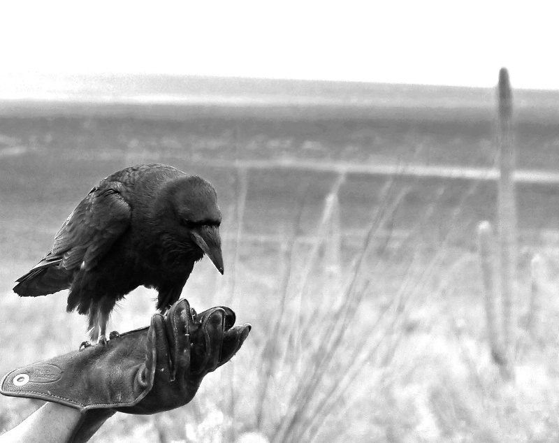 Trained Raven - Arizona Desert Museum