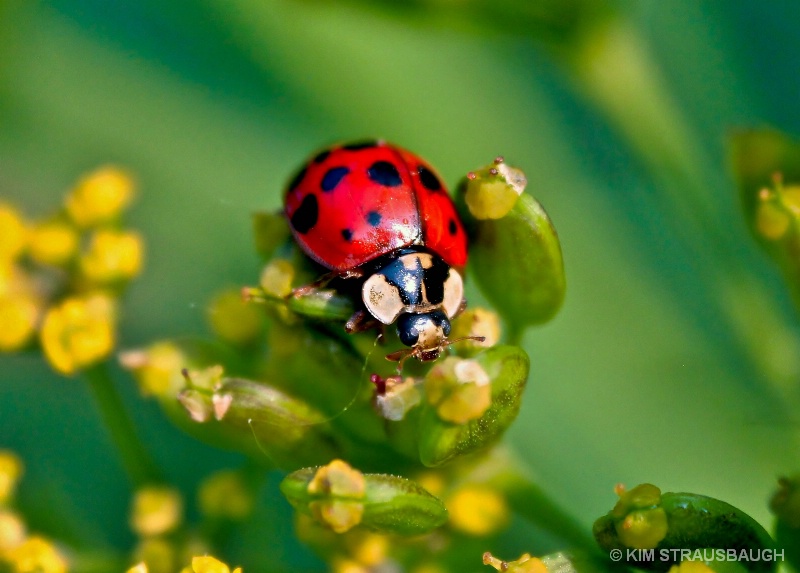 Ladybug