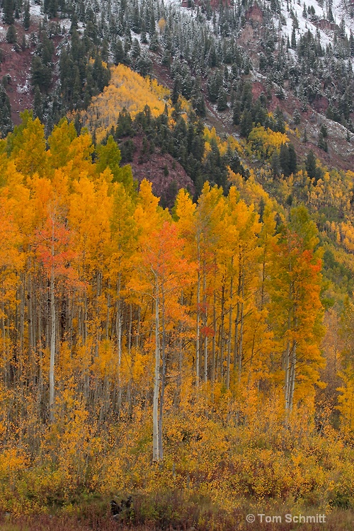 Maroon Lake Aspens