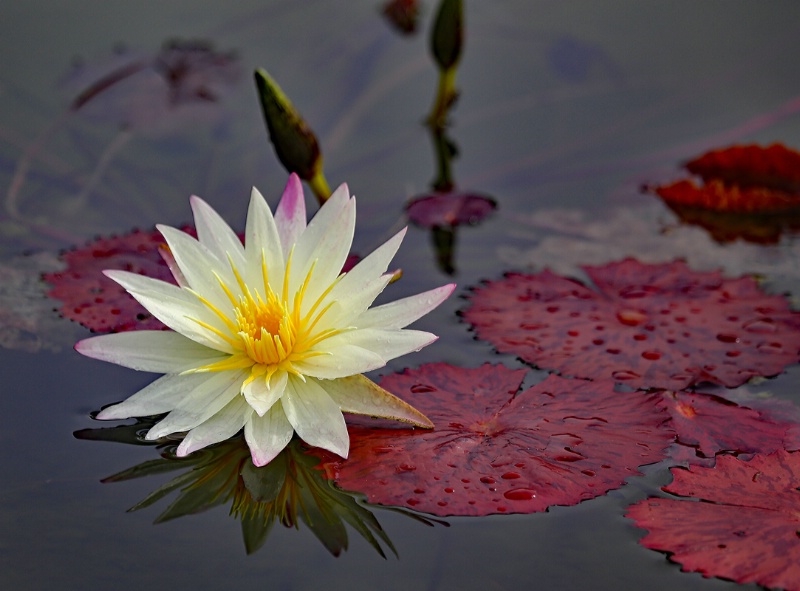 Water Lily 