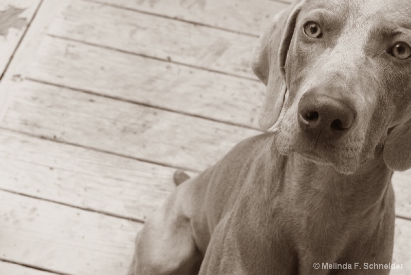 Vintage Weim