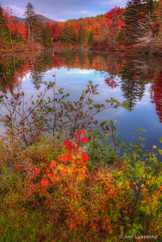 A View of the Pond