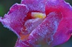 Pink Frost