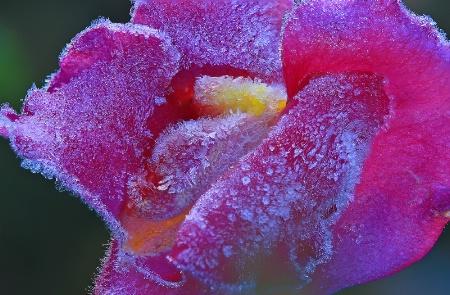 Pink Frost