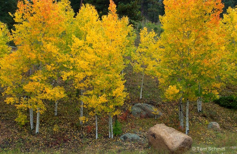 Rampart Range Aspens