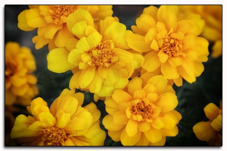 yellow marigolds