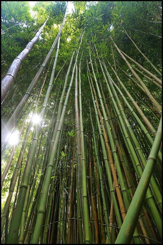 BamBoo Forest