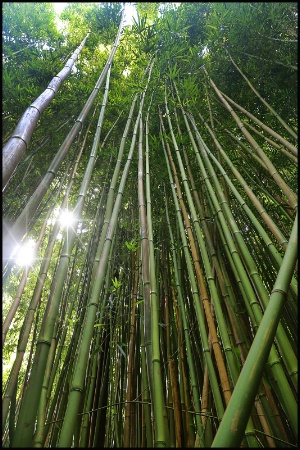 BamBoo Forest
