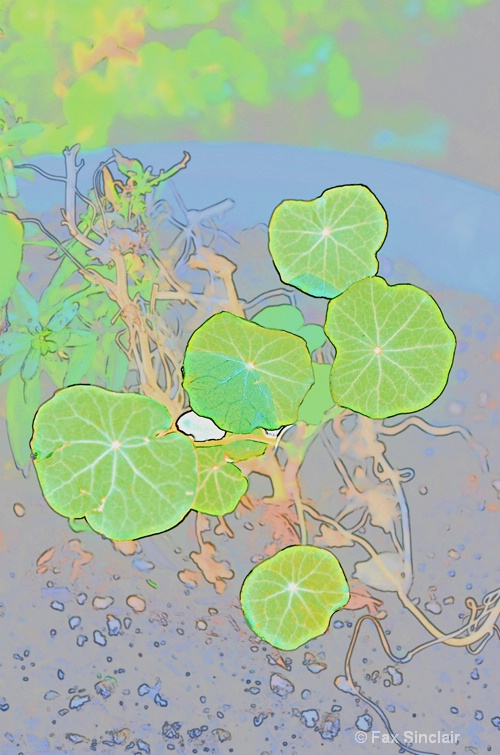 Leaves Effects - ID: 15037069 © Fax Sinclair